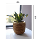 The Room Side Planter